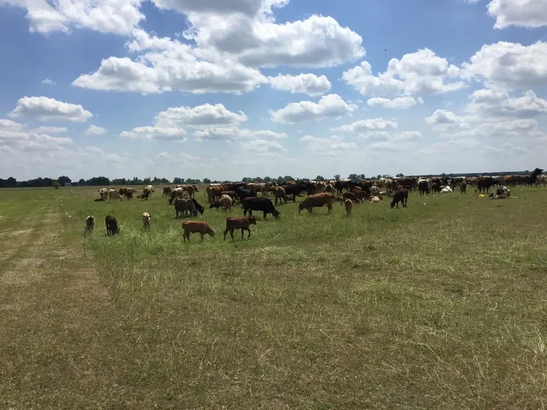 Les races allaitantes les plus répandues en Ukraine seraient l’Aberdeen Angus (30 %), la Volhynie (27 %), la Poliska (16 %), la Simmental viande (9 %)