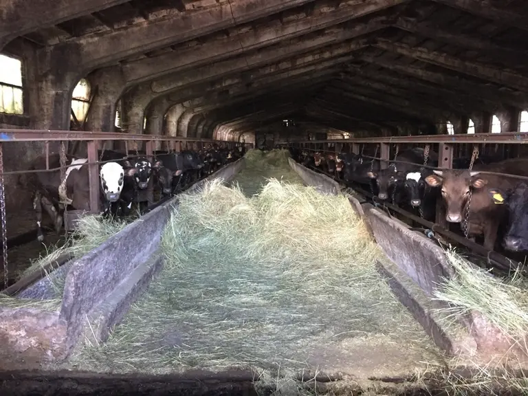 La construction d’une filière allaitante pourrait offrir des opportunités à la France dans la fourniture de semence de races à viande. © Institut de l