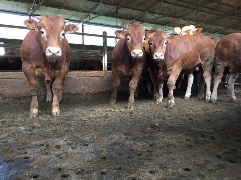 Les cases sur caillebotis sont réservées aux Limousins, aux croisés et aux races rustiques.  © F. d'Alteroche
