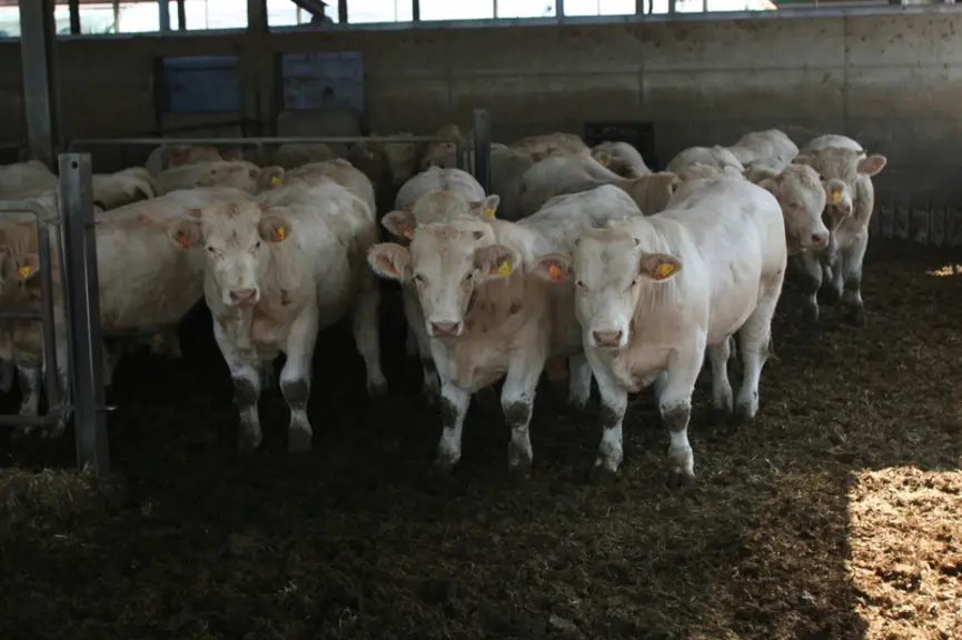 La case d’adaptation des broutards fraîchement arrivés est analysée comme indispensable. Très aérée, elle doit permettre une transition alimentaire to