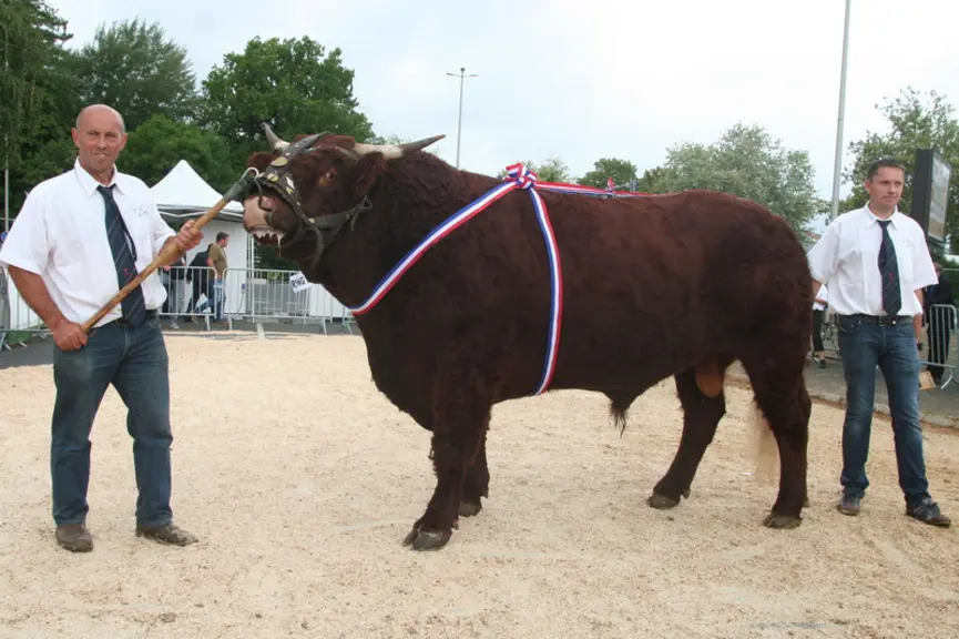 Champion mâle adulte : Murphy en copropriété au Gaec Brugière et à Martine Faugère (Puy de Dôme)  © F. d'Alteroche