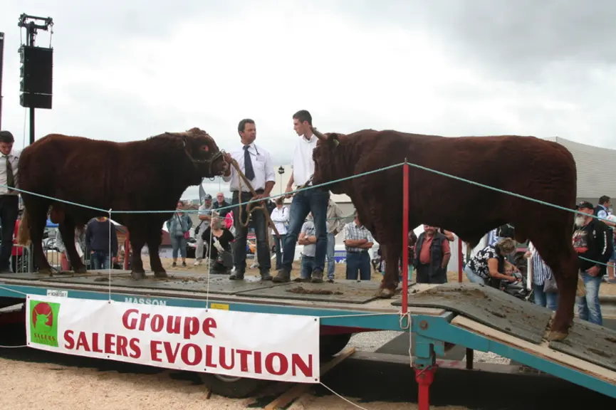 Présentation de descendance : produits issus de Laurier IA. Une cinquantaine de produits issus d’IA étaient présent sur le concours et certains d’entr