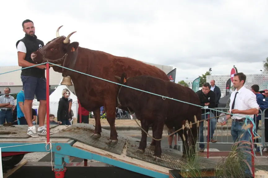 Prix du top Index femelle adulte : Java au Gaec élevage Chassang (Cantal).