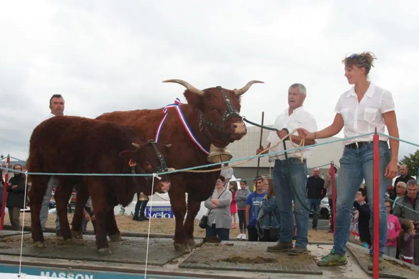Rappel de Championnat femelle adulte : Hirondelle au Gaec Brugière (Puy de Dôme) © F. d'Alteroche