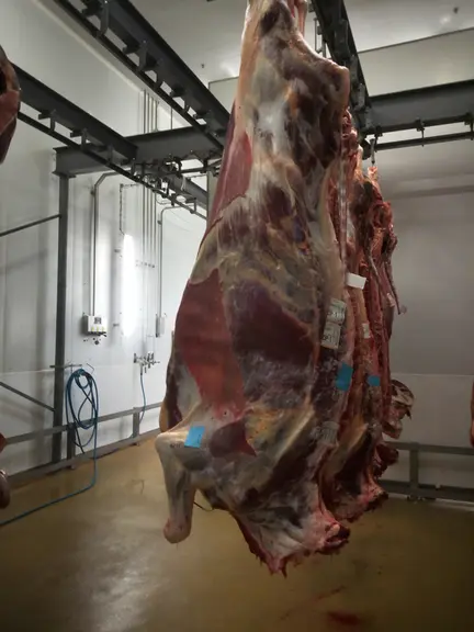 Des carcasses de laitières trop maigres avec alors une viande forcément de piètre qualité sont un frein supplémentaire à la consommation de viande bov