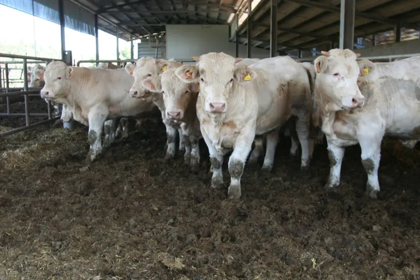 Ce lot de broutards en début d’engraissement est logé sur une litière composée de ce résidu sec avec des animaux qui demeurent propres même si la coul