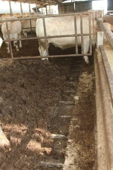 Pour les cases sur pentes paillées – les plus nombreuses — le fumier descend progressivement sous l’action du piétinement des animaux vers l’avant de