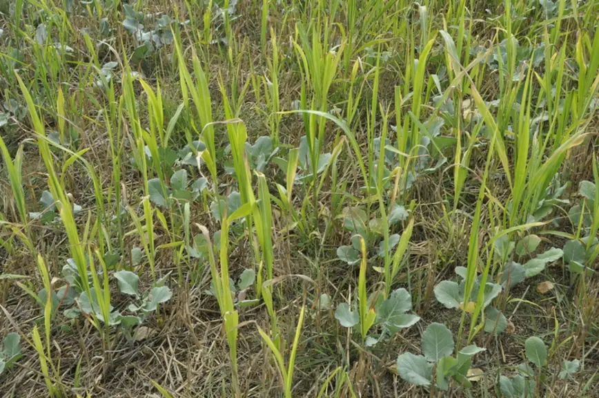 Un couvert d’été non irrigué. Seul le sorgho, le colza et le radis ont poussé mais le trèfle et la vesce apparaîtront en fin d’hiver, assure le céréal