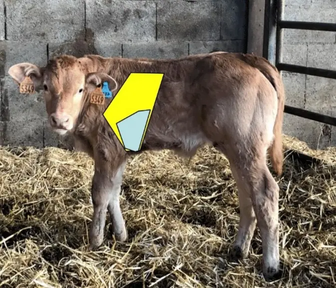 On peut tondre le poil ou bien appliquer de l’alcool sur la zone à observer pour obtenir une bonne image. L’examen peut se faire au licol. © Dr Vincen