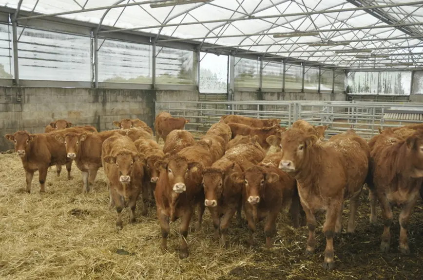 Au sevrage, les éleveursapprennent aux génisses à marcher à la corde, à venir manger du sel dans la main oudans un seau entre leursjambes, à circuler