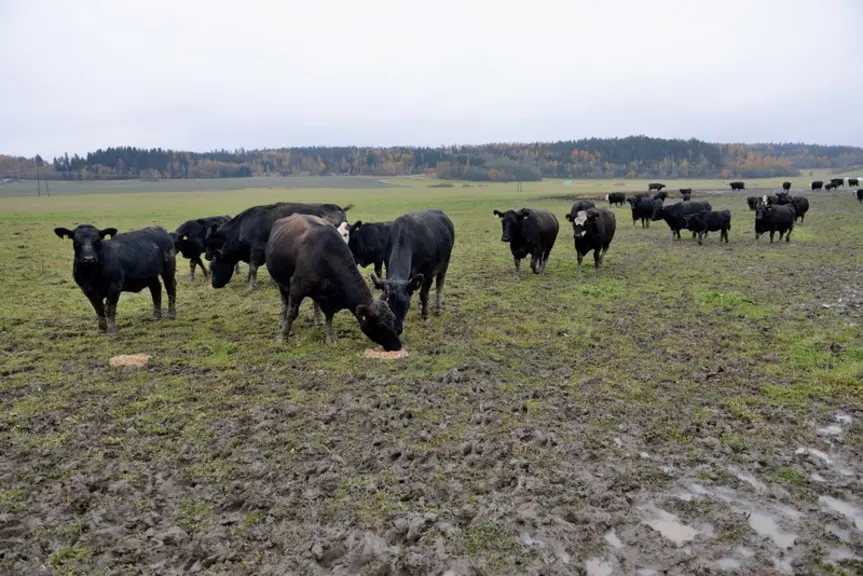 Chez Gustav et Heidi Rehnberg le troupeau Angus est comme dans bien des régions d’herbe la seule façon de valoriser les prairies.  © P. Bourgault