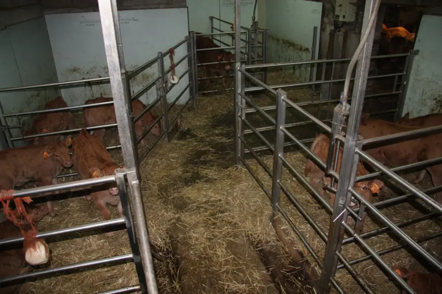 Les cases à veaux sont situées dans un espace exigu maximisé par des barrières amovibles. Un couloir central permet de rassembler les veaux d’une ou p