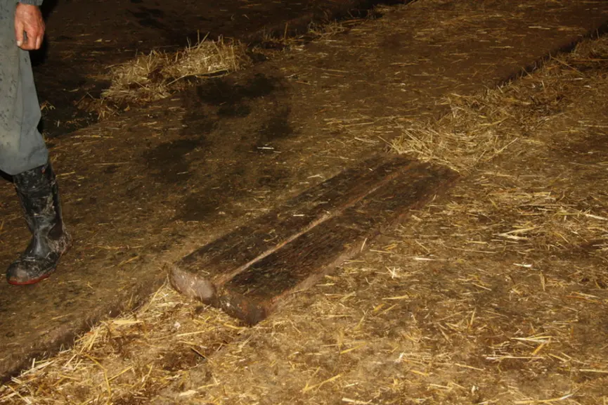Des planches en bois permettent au microbull de passer les caniveaux de l’étable pour atteindre la salle où se situent les cases à veaux. © E. Durand