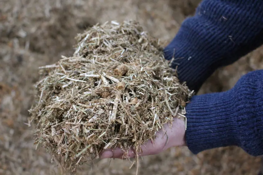 Les veaux consomment un mélange fibreux à volonté (7 % de mélasse ou aliment liquide, 11 % de pulpes de betteraves, 8 % de paille, 8 % de tourteau de