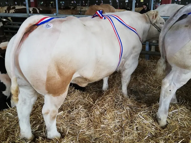 L’élevage participe aux concours d’Évron en Mayenne, depuis 1989 où chaque année, il présente une dizaine de femelles au Festival de la viande en sept