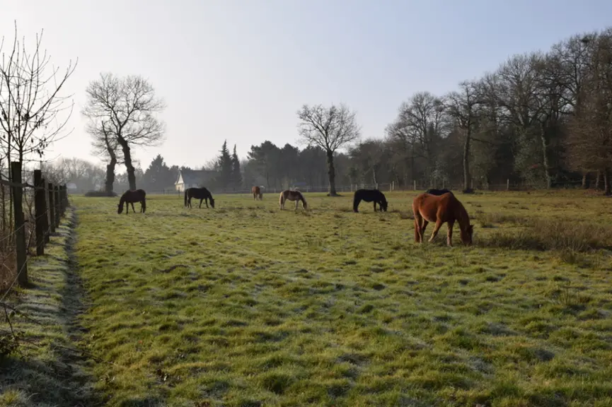 Les chevaux en pension restent toute l’année à l’extérieur. Ils disposent d’abris naturels (arbres, haies) ou en dur. « Les génisses passent derrières