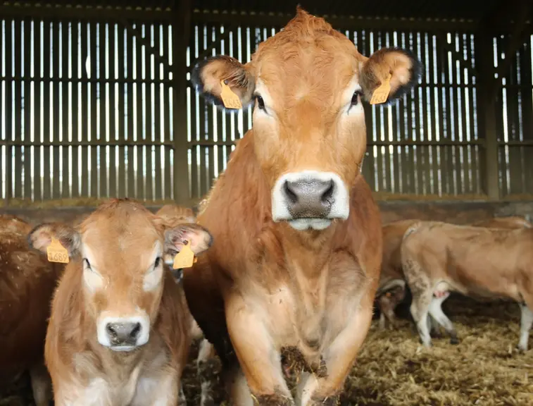 Les éleveurs essaient d’introduire le gène sans cornes dans leur troupeau. Cette femelle sans cornes de troisième génération a donné naissance à une f