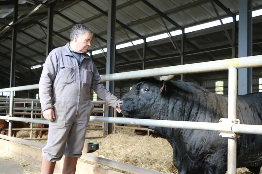 Marcel Vidalinc avec un taureau de deux ans fils d’Hector SN qui s’apprête à rejoindre un lot de doublonnes toutes aussi noires que lui. © F. d'Altero