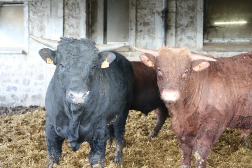 Noirs ou rouges, les taurillons sont engraissés dans les mêmes cases avec une conduite strictement identique.  © F. d'Alteroche