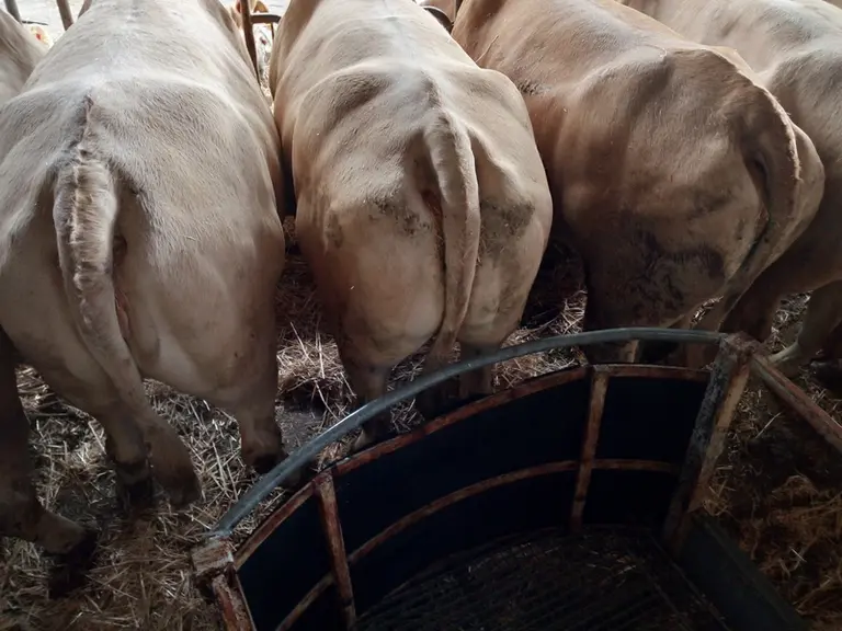 -1- A Epannes dans le sud des Deux-Sèvres, Jean Pierre Caillé a mis au point il y a une dizaine d’années cette nacelle qu’il positionne -sur le même p