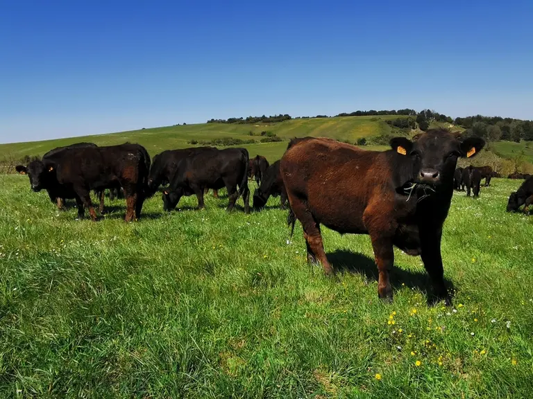 Les croisés angus sur gasconne. © Ferme de Fajac