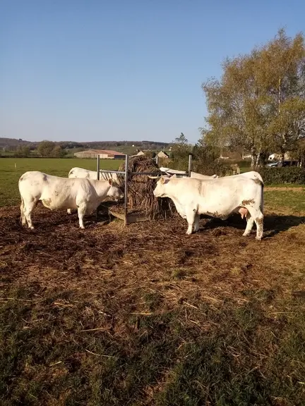 La première coupe de sorgho multicoupe est enrubannée.  © Gaec Perron