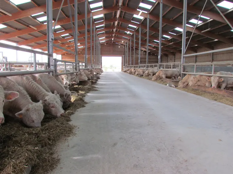 Les 160 jeunes bovins de la ferme expérimentale Arvalis de Saint-Hilaire-en-Woëvre boivent depuis 2009 l’eau qui vient du toit. © Station expérimental