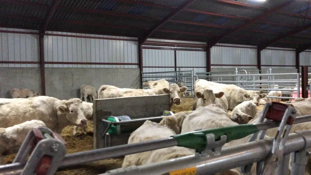 « Les vaches boivent beaucoup plus naturellement dans les bacs collectifs de la nouvelle stabulation », observe l’éleveur. © R. Corneloup
