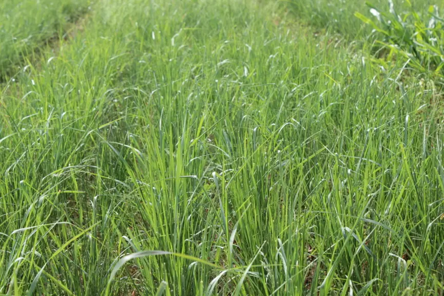 Teff Grass © Barenbrug