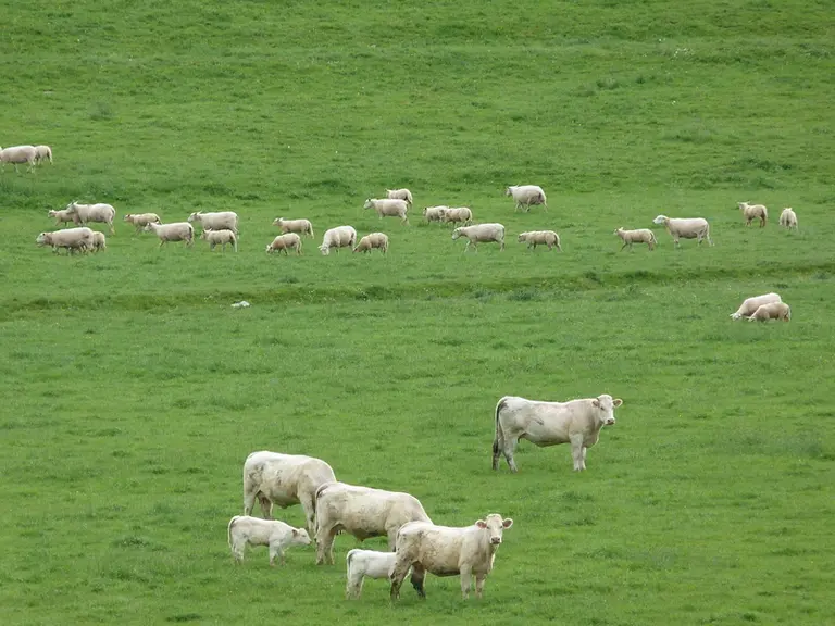 Dans les pâtures, les deux lots de vaches et brebis ne se mélangent pas. Chacun de son côté ! © M. Miquel