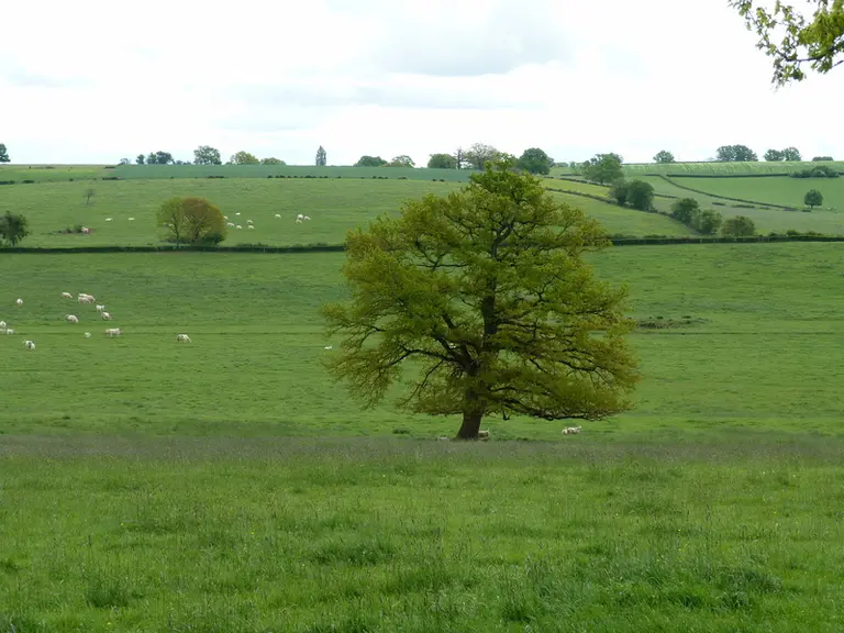 Le parcellaire se caractérise par des parcelles souvent de grande dimension.  © M. Miquel