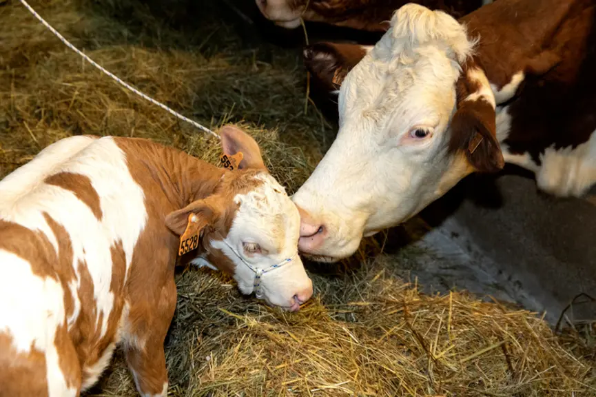 Les taureaux Inra 95 bénéficient d’index sur descendance établis en croisement sur vaches laitières. © Auriva élevage