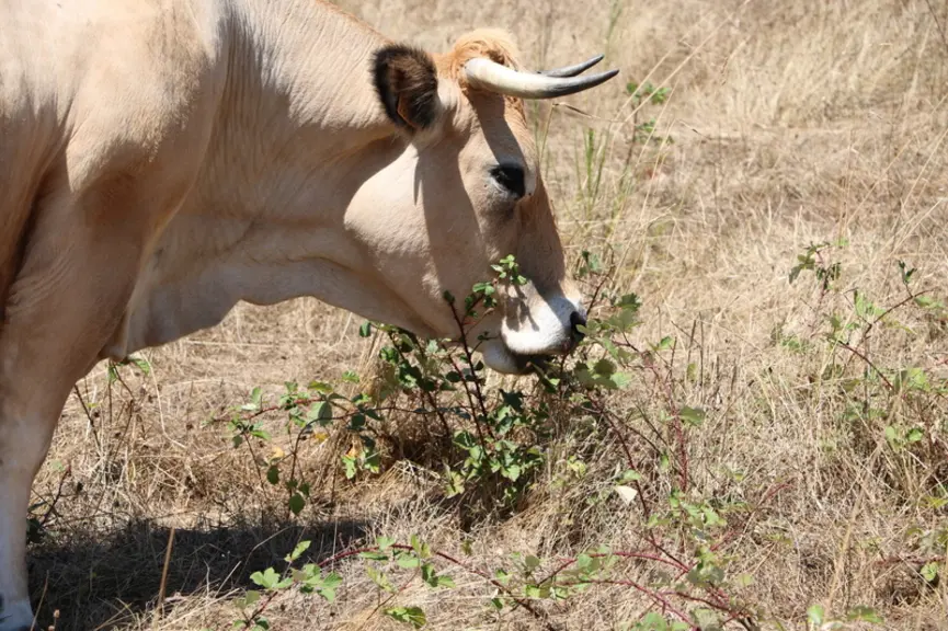 La production d’herbe est assez difficile à quantifier sur les parcelles. Elle serait globalement proche de 2,5 à 3 TMS/ha avec un gros effet année se