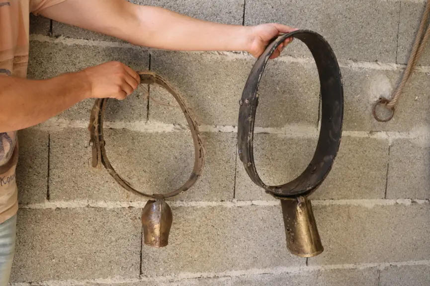 Dans tous les lots, quelques vaches sont équipées de cloches pour pouvoir les localiser aisément. Les colliers sont réalisés avec une bande de tapis d