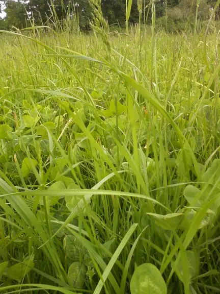 Les premiers résultats des observatoires montrent que des prairies semées peuvent durer très longtemps et ce, dans une large gamme de contextes pédocl