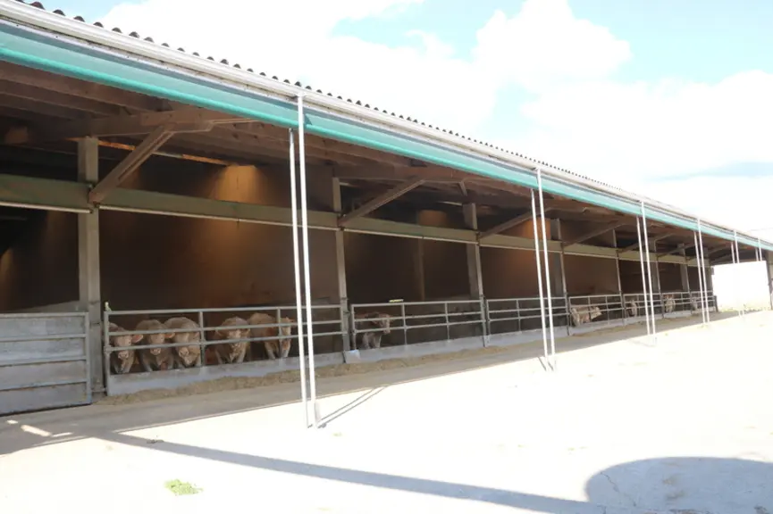 L’ancien bâtiment d’engraissement des porcs sur paille (96 places) a été réaffecté aux taurillons en 2009-2010. Haut de plafond, la ventilation est pl