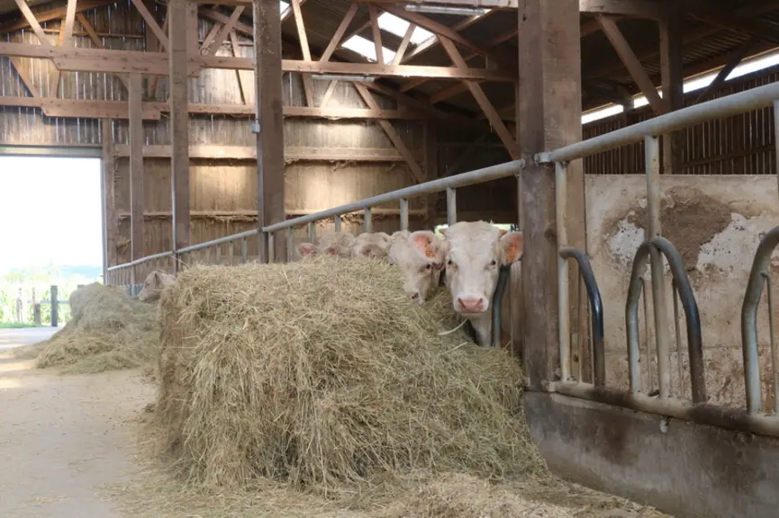 Les jeunes bovins sont réceptionnés dans un bâtiment spécifique permettant une surveillance importante. © C. Delisle
