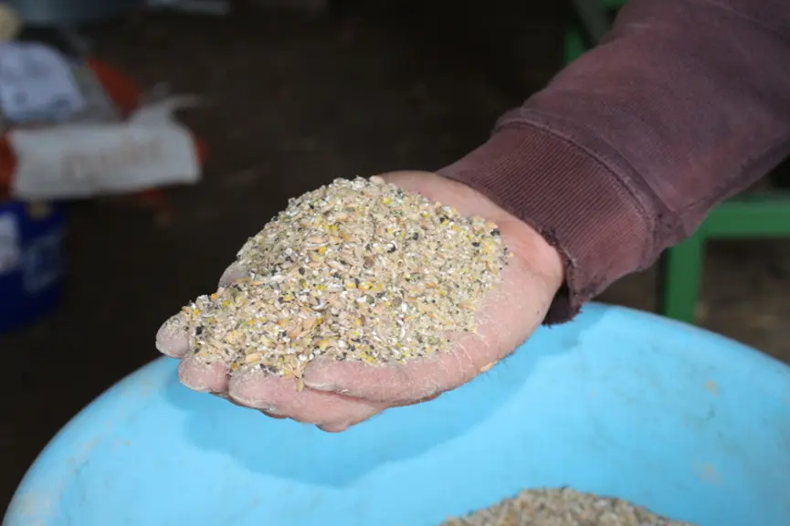 Le méteil grain est composé de triticale, pois, et vesce. © S. Bourgeois