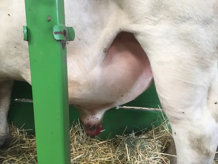 Le taureau le jour du diagnostic avec tout le bas-ventre extrêmement gonflé. © S. Cercelet