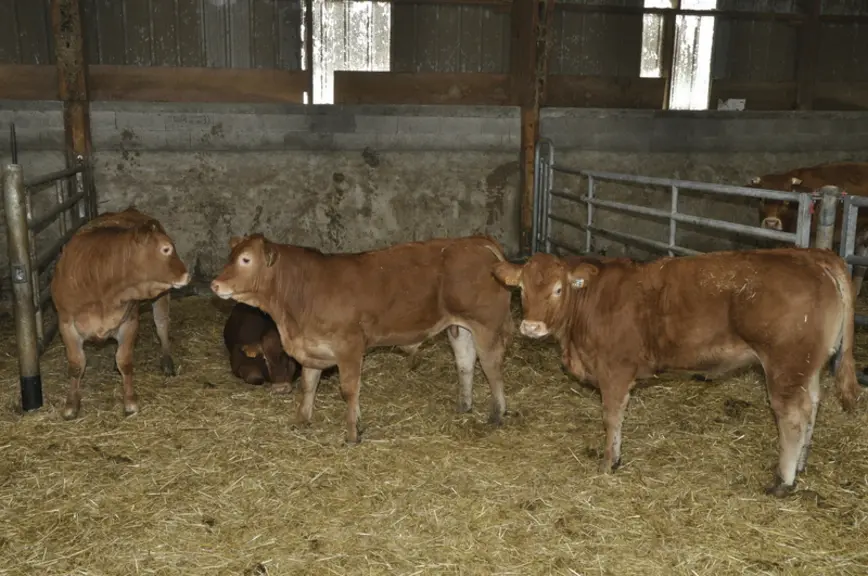 Les veaux consomment de l’aliment à volonté (16 % MAT). Classés U en moyenne, les veaux labellisés sont valorisés à 5,30 €/kg par carcasse. © B. Griff