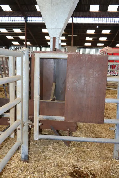En passant leur tête dans l’ouverture (si besoin refermable), chaque vache a accès au foin contenu dans le râtelier. © F. d'Alteroche