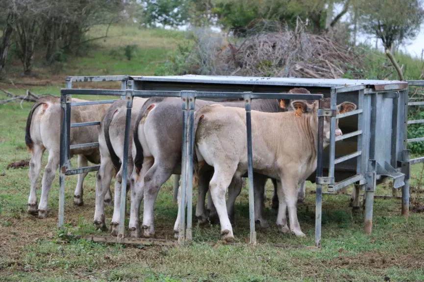 Tous les veaux bénéficient dès leur plus jeune âge du nourrisseur de façon à fournir des carcasses les plus finies possible.  © F. d'Alteroche