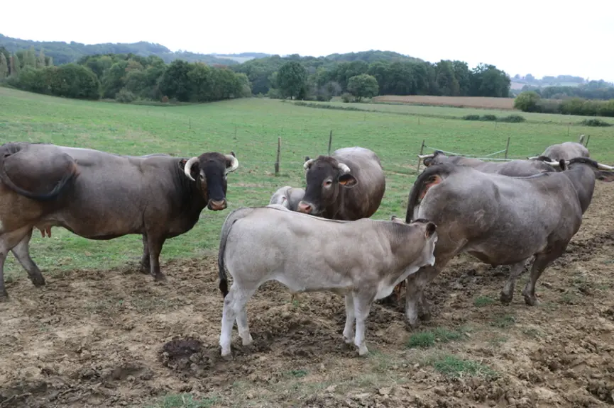 Les parcelles situées en périphérie de la stabulation sont recoupées en plusieurs petits paddocks de façon à faire du pâturage tournant. © F. d'Altero