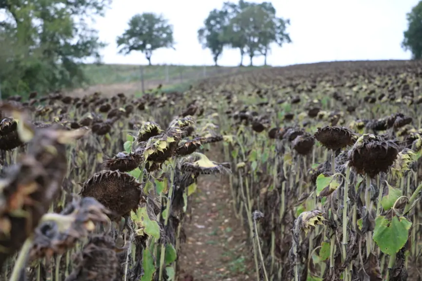 Le tournesol, le maïs et le sarrazin sont les trois cultures phares et sont en grande partie vendues à l’extérieur en récupérant une partie du tourtea