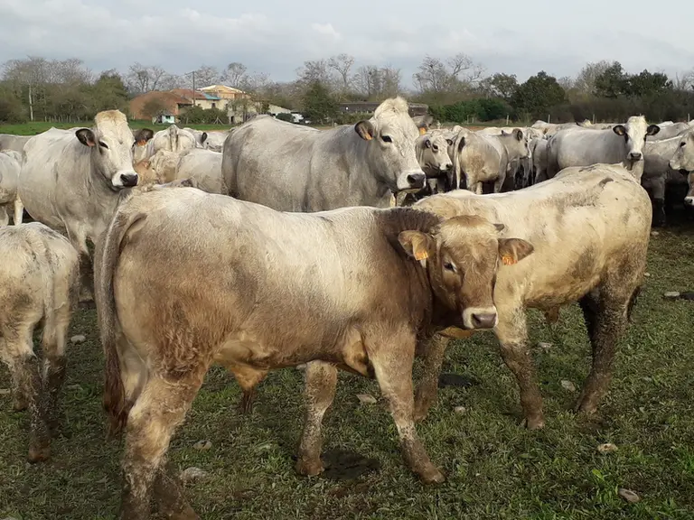 Le troupeau de vaches et génisses mélangées avec deux broutards croisés (blond et charolais) prêts à partir. © M. Diény