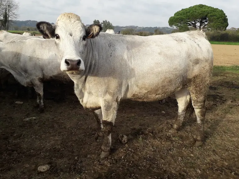 Une génisse qui doit mettre bas en début d’année prochaine. « De la taille, du volume et de la viande », tout ce que recherche l’éleveur. © M. Diény