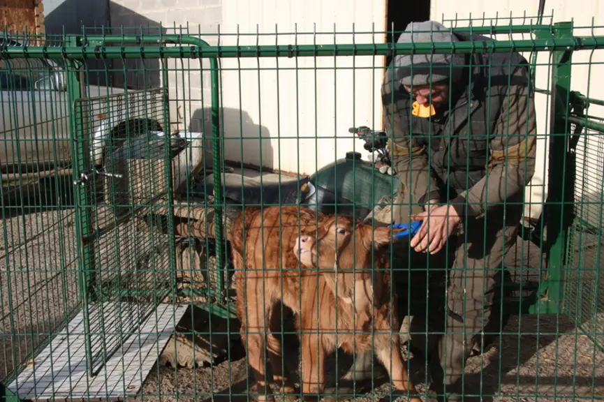 Si Nicolas est conscient que « la grille [de jardin, NDLR] n’arrêtera pas une vache qui charge, elle assure quand même une sécurité. La vache voit son