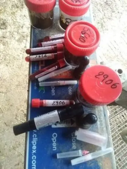 Bilans coprologiques et sanguins pour le parasitisme un à deux mois avant vêlage. © J.-M. Michelot