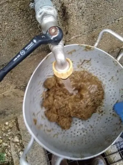 Observation de la quantité de fibres résiduelle dans les bouses. © J.-M. Michelot
