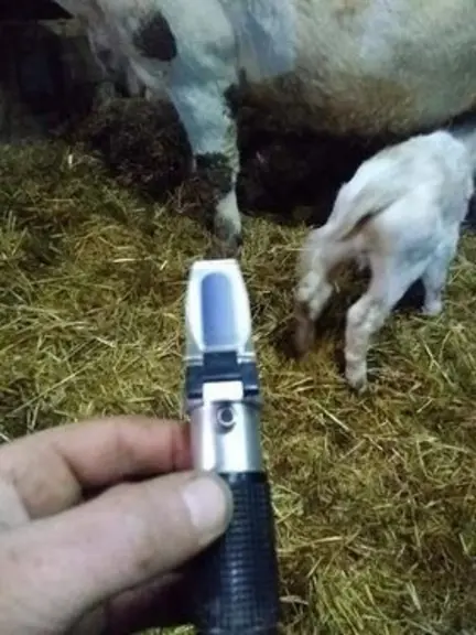 Mesure de la qualité du colostrum avec un réfractomètre © J.M.Michelot